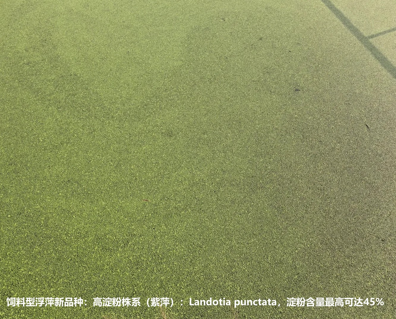 飼料型浮萍新品種：高淀粉株系（紫萍）：Landotia punctata，國際編號0001，淀粉含量最高可達(dá)45%.jpg