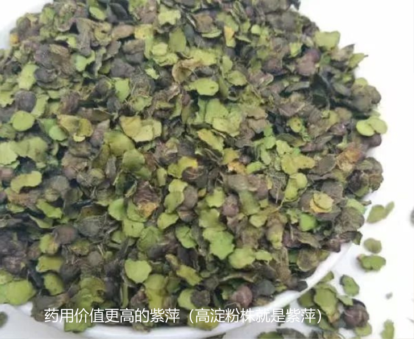 浮萍的藥用價(jià)值3.jpg