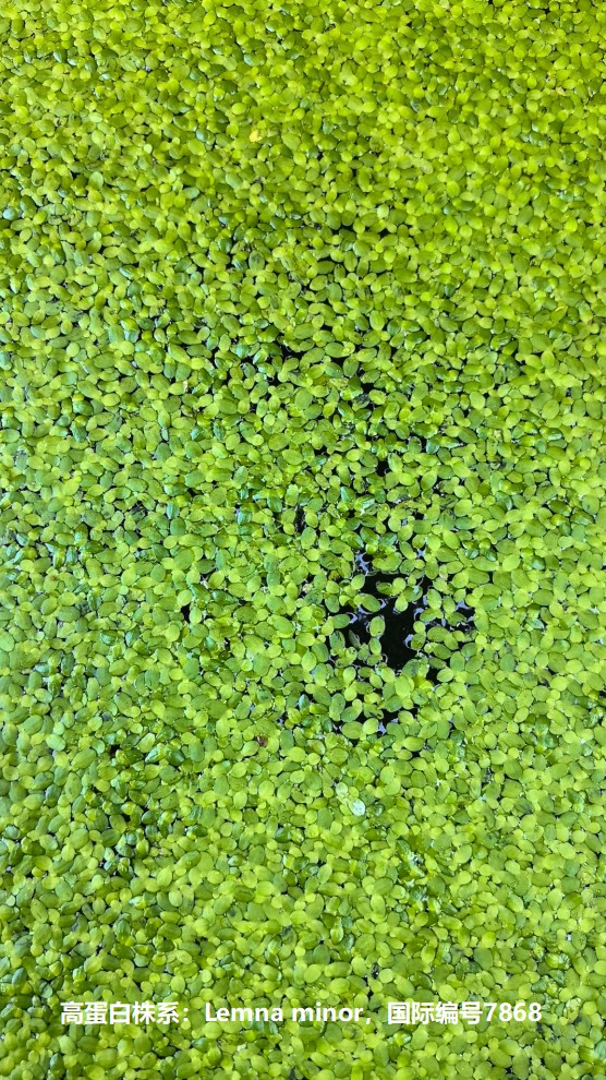 高蛋白株系：Lemna minor，國(guó)際編號(hào)7868.jpg