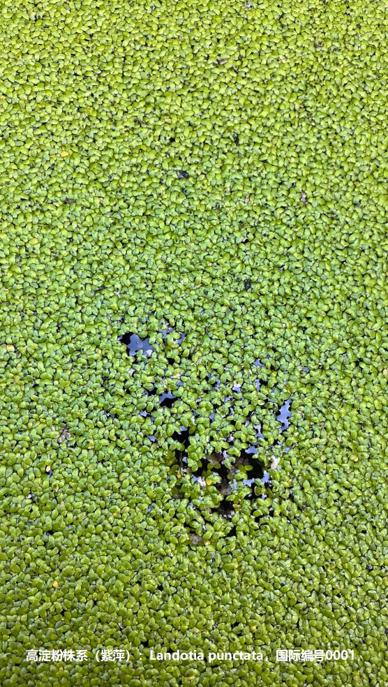 高淀粉株系（紫萍）：Landotia punctata，國(guó)際編號(hào)0001.jpg